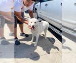 Small Siberian Husky