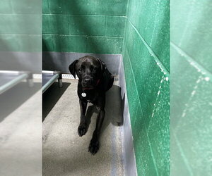 Labrador Retriever Dogs for adoption in Forestville, MD, USA