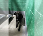 *BODI - Male Labrador Retriever Dog for Adoption - Small photo
