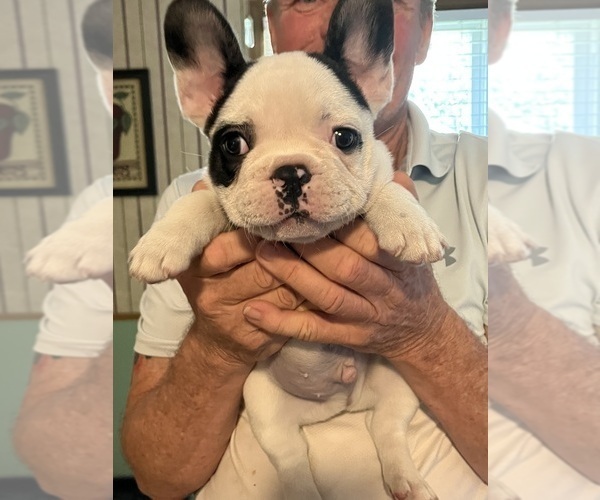 Medium Photo #38 French Bulldog Puppy For Sale in KANSAS CITY, MO, USA