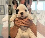 Small Photo #3 French Bulldog Puppy For Sale in KANSAS CITY, MO, USA