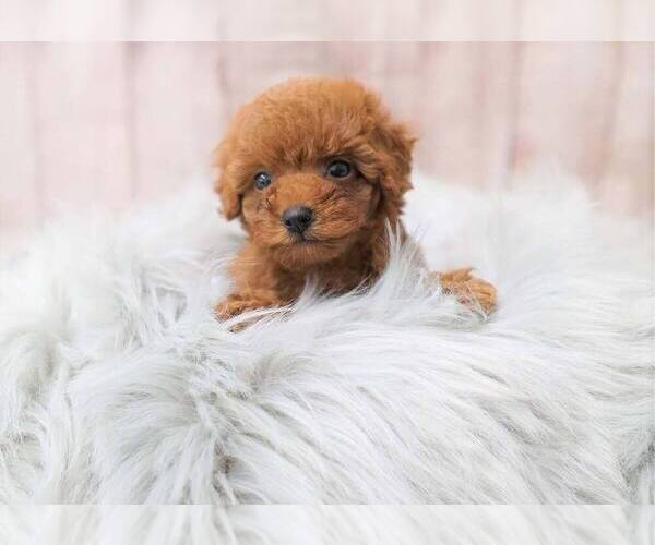 Medium Photo #3 Poodle (Miniature) Puppy For Sale in FULLERTON, CA, USA