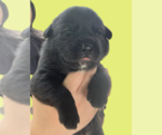 Small #4 Mutt