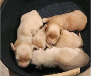 Dachshund Puppy for sale in GALENA, KS, USA