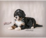 Small Photo #16 Bernedoodle Puppy For Sale in WEST SALEM, OH, USA