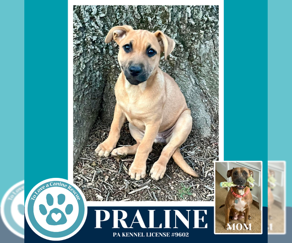 Medium Photo #4 Mutt Puppy For Sale in Kimberton, PA, USA