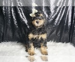 Small #1 Goldendoodle (Miniature)