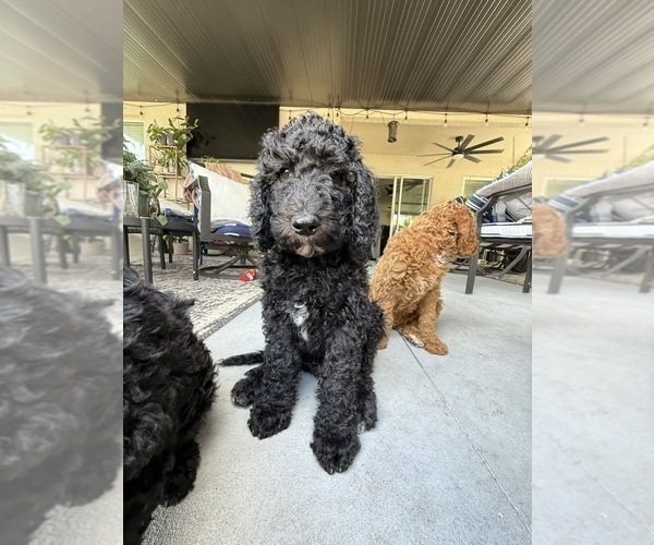 Medium Photo #9 Goldendoodle Puppy For Sale in GIBSONTON, FL, USA