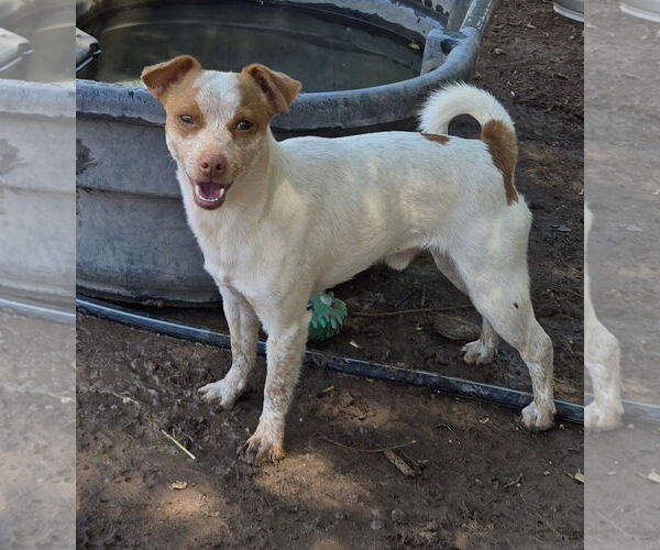 Medium Photo #1 Jack Russell Terrier-Unknown Mix Puppy For Sale in Peralta, NM, USA