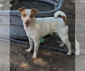 Jack Russell Terrier-Unknown Mix Dogs for adoption in Peralta, NM, USA
