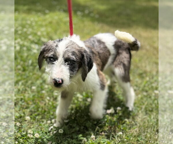 Medium Photo #2 Mutt Puppy For Sale in Yardley, PA, USA