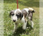Small #1 Mutt