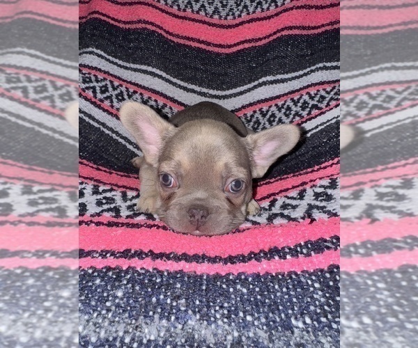 Medium Photo #2 French Bulldog Puppy For Sale in MICANOPY, FL, USA