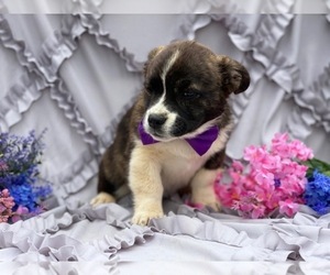 French Bulldog-Pembroke Welsh Corgi Mix Puppy for sale in LANCASTER, PA, USA