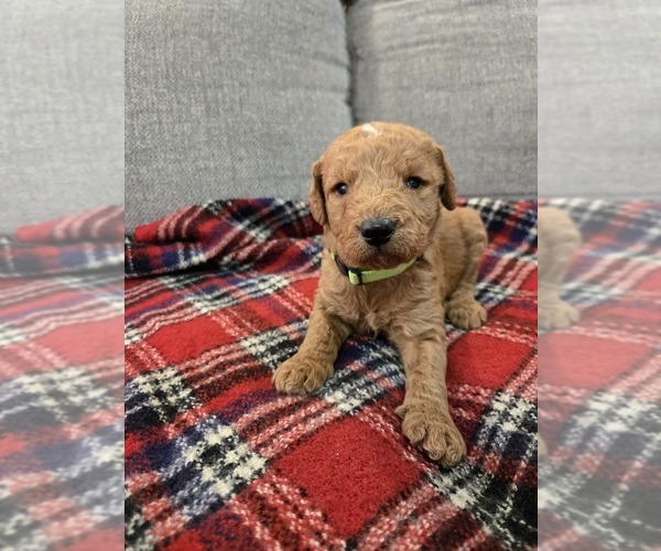 Medium Photo #1 Labradoodle Puppy For Sale in WILLIAMSTOWN, KY, USA