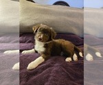 Puppy Puppy 6 Border Collie