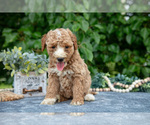 Small Photo #19 Poodle (Miniature) Puppy For Sale in WOLCOTTVILLE, IN, USA