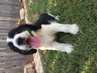 English Springer Spaniel Puppy for sale in TEMPLE, TX, USA