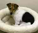 Small Photo #2 Jack Russell Terrier Puppy For Sale in SILVER SPRING, MD, USA