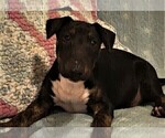 Small Photo #3 Bull Terrier Puppy For Sale in CHESAPEAKE, VA, USA
