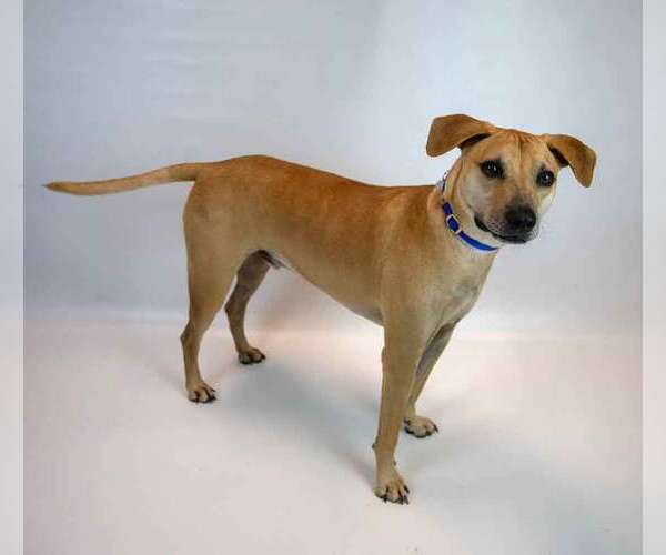 Medium Photo #2 Labrador Retriever-Unknown Mix Puppy For Sale in Kennesaw, GA, USA