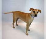 Small #1 Labrador Retriever Mix