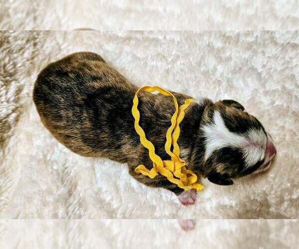 Medium Photo #4 Alapaha Blue Blood Bulldog Puppy For Sale in SHELOCTA, PA, USA