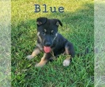 Small Photo #1 German Shepherd Dog Puppy For Sale in FAIR GROVE, MO, USA