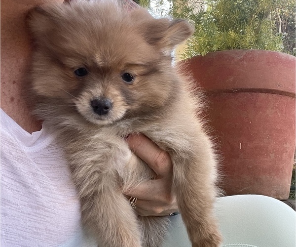 Medium Photo #1 Pomeranian Puppy For Sale in LONG BEACH, CA, USA