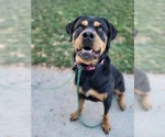 Small #7 Rottweiler Mix