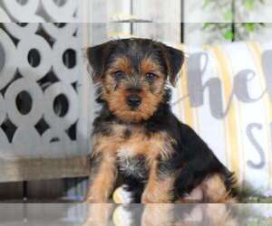 Yorkshire Terrier Puppy for sale in MOUNT VERNON, OH, USA