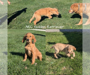 Golden Retriever Litter for sale in GOSHEN, IN, USA