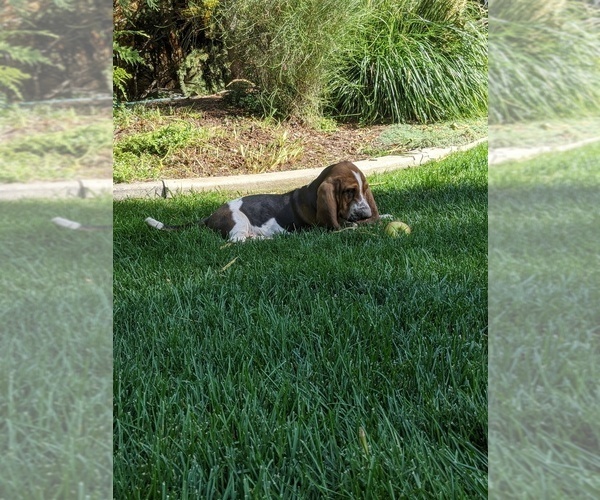Medium Photo #11 Basset Hound Puppy For Sale in ALPINE, UT, USA