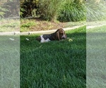 Small Photo #11 Basset Hound Puppy For Sale in ALPINE, UT, USA