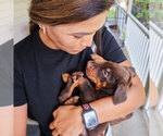 Puppy Red Female Doberman Pinscher
