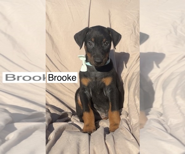 Medium Photo #1 Doberman Pinscher Puppy For Sale in POMEROY, OH, USA