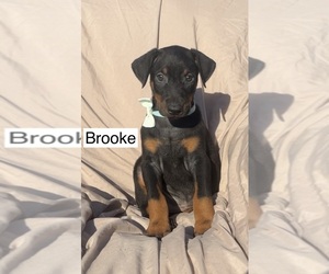 Doberman Pinscher Puppy for sale in POMEROY, OH, USA