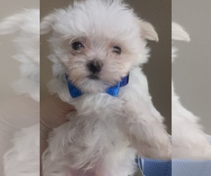 Maltese Puppy for sale in AUBURNDALE, FL, USA
