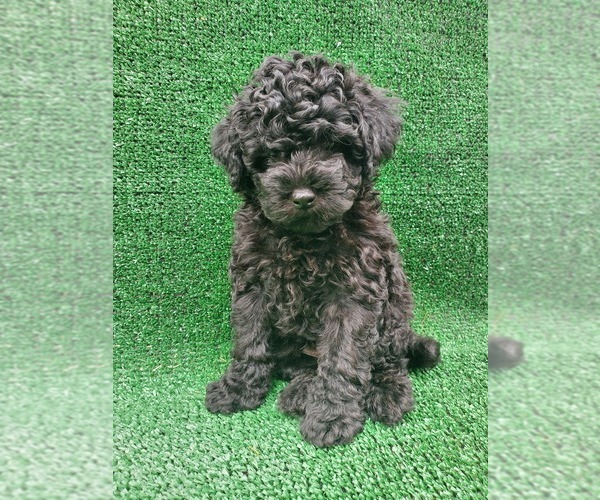 Medium Photo #2 Poodle (Toy) Puppy For Sale in FONTANA, CA, USA