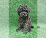 Small Photo #2 Poodle (Toy) Puppy For Sale in FONTANA, CA, USA