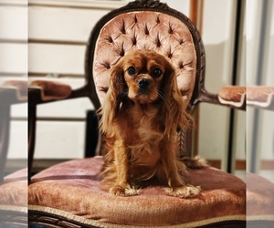 Cavalier King Charles Spaniel Puppy for sale in ELIZABETHTON, TN, USA