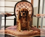 Image preview for Ad Listing. Nickname: Frances