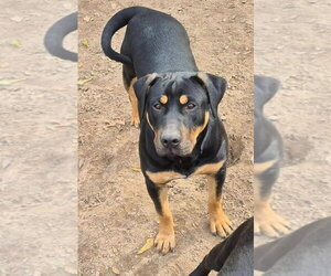 American Bulldog-Unknown Mix Dogs for adoption in FRAMINGHAM, MA, USA