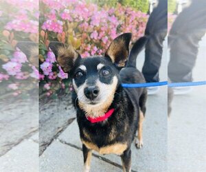 Miniature Pinscher-Unknown Mix Dogs for adoption in Seal Beach, CA, USA
