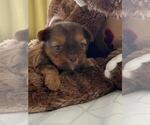 Small Photo #13 Shorkie Tzu Puppy For Sale in EDMOND, OK, USA