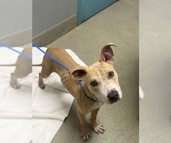 Medium Photo #1 American Pit Bull Terrier-Unknown Mix Puppy For Sale in Las Vegas, NV, USA