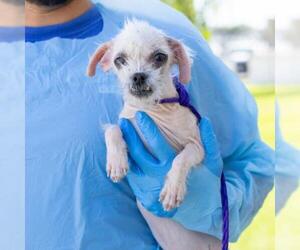 Poodle (Miniature) Dogs for adoption in Camarillo, CA, USA