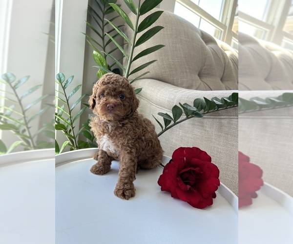 Medium Photo #1 Poodle (Toy) Puppy For Sale in EASLEY, SC, USA