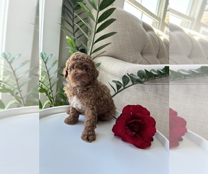 Poodle (Toy) Puppy for sale in EASLEY, SC, USA