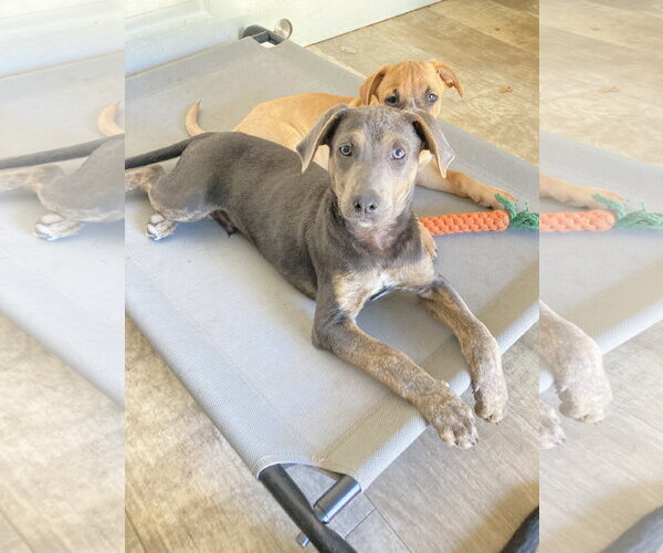 Medium Photo #3 Mutt Puppy For Sale in San Diego, CA, USA